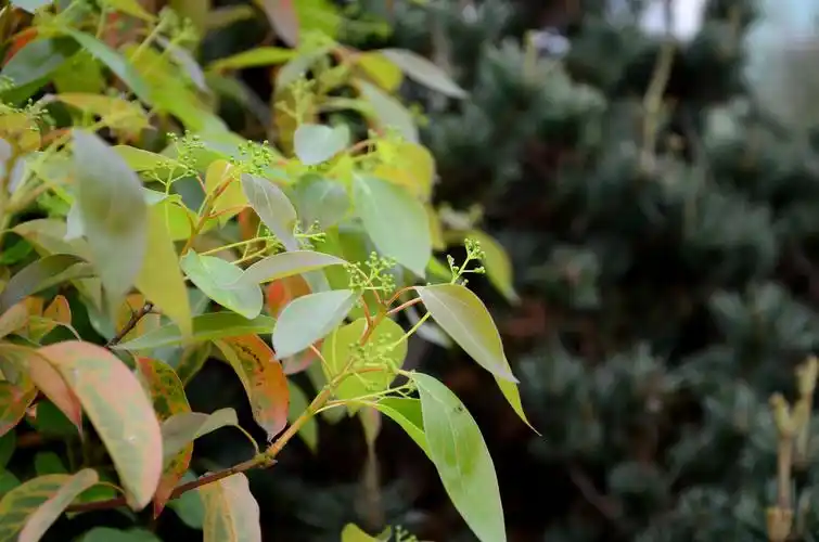 香樟树 - 自然类-摄影大赛2016 - 国家地理中文网