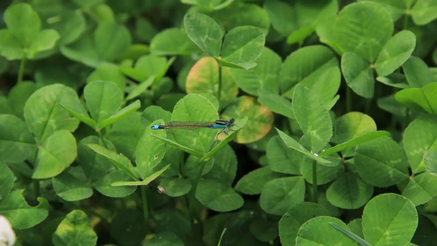 清新绿色护眼植物高清桌面壁纸下载