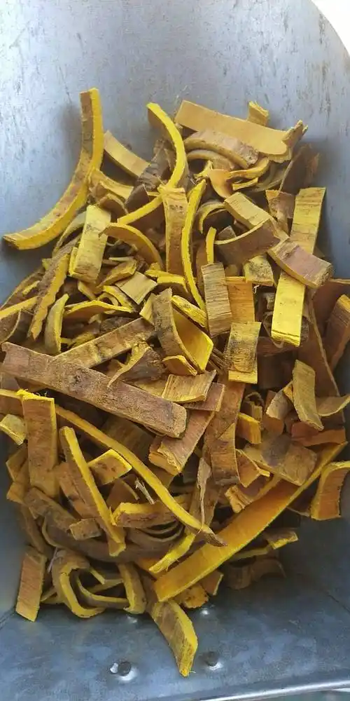 关黄柏功效与作用关黄柏功效