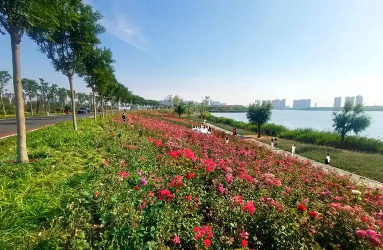 丛台区逾百亩月季花海惊艳滏阳河畔