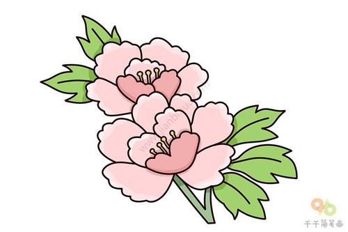 轻松学画牡丹花简笔画
