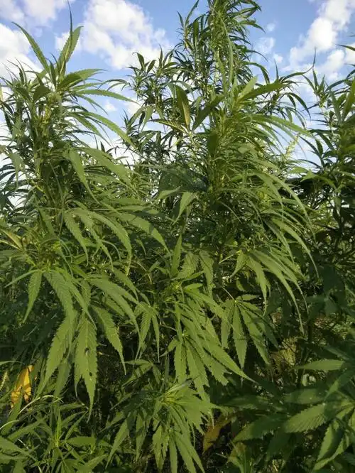 日月峡中草药(459)--火麻仁2