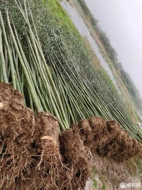 精品刚竹苗,价格优美,欢迎来选购.