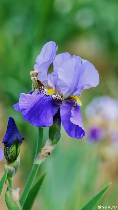 壁纸 花 桌面 690_1226 竖版 竖屏 手机