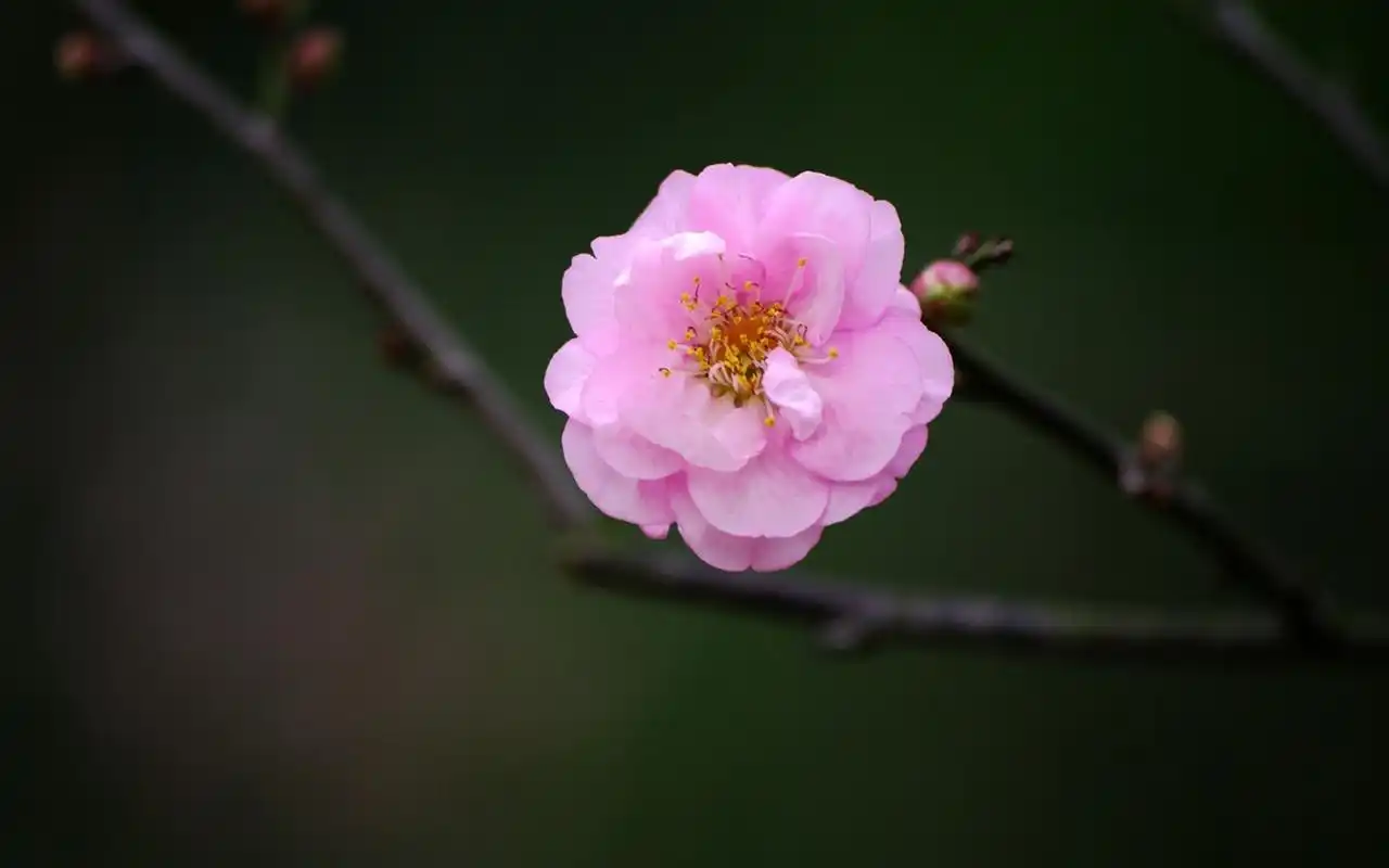 清新淡雅梅花微距摄影图片桌面壁纸