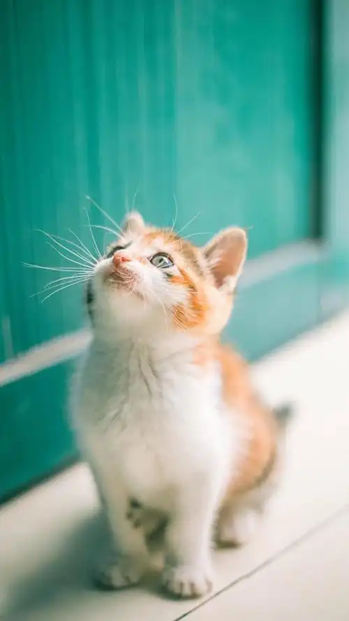 可爱萌物小猫咪