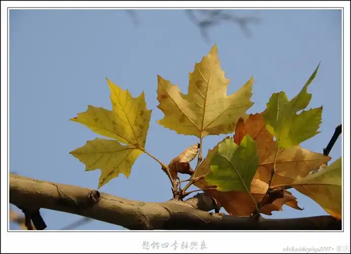 标题:悬铃木(法国梧桐)2017-2