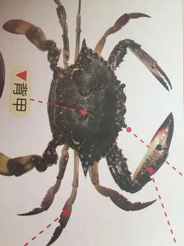 螃蟹身体的部位名称,有一对螯足,四对步足,还有背甲和有柄的眼.