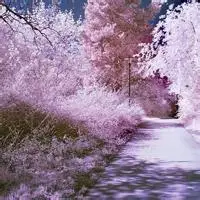 唯美花海意境风景图_微信头像图片大全