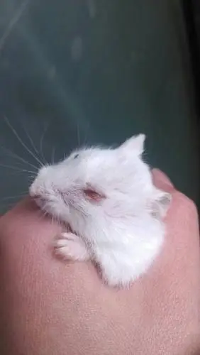 小仓鼠眼睛有点肿……于是买了小乐墩给他滴……好几天也没好……后来