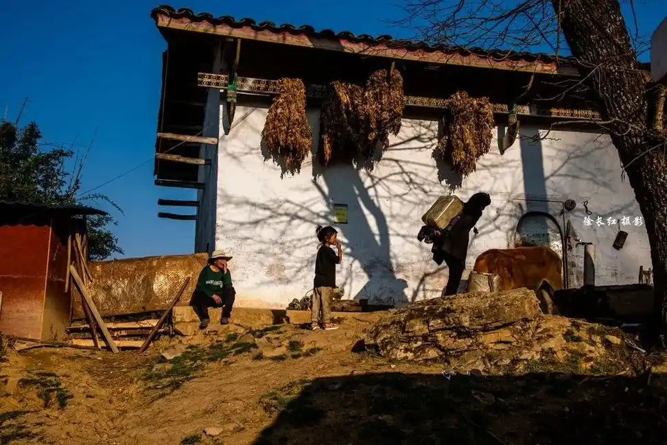 大凉山立秋后收黑苦荞挖土豆丰收节,彝族村庄赶集原生态劳作纪实