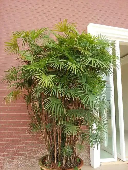 2013-08-02 15:28   最佳答案 棕竹,又称观音竹,筋头竹,棕榈竹,矮棕竹