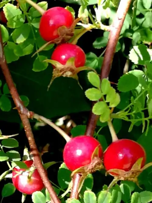 冬雪的美篇———刺玫果红了
