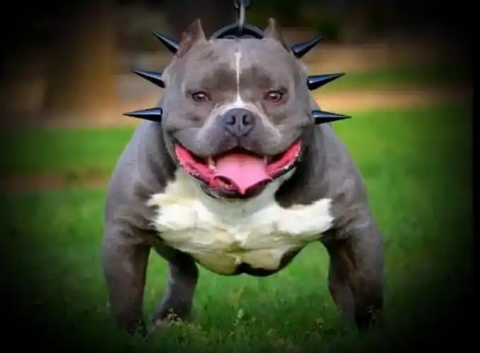 相信不少人都见过美国恶霸犬吧,它是一只特别霸气的狗狗,养的人也是