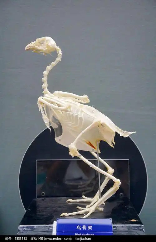 鸟骨架