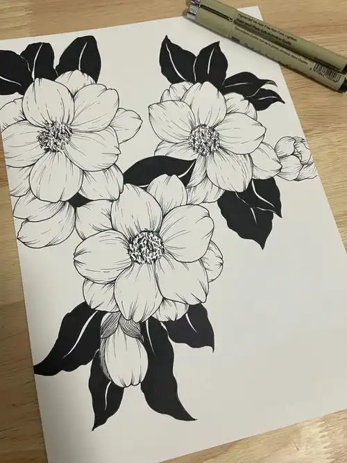 针管笔黑白线描山茶花
