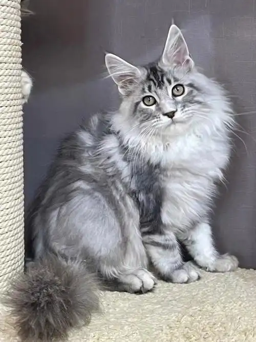 964 месяцаns22[色][色][色]男孩四个月#缅因猫  #缅因