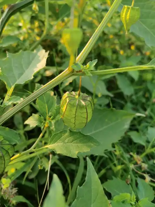 发现了灯笼草,味苦,还涩.