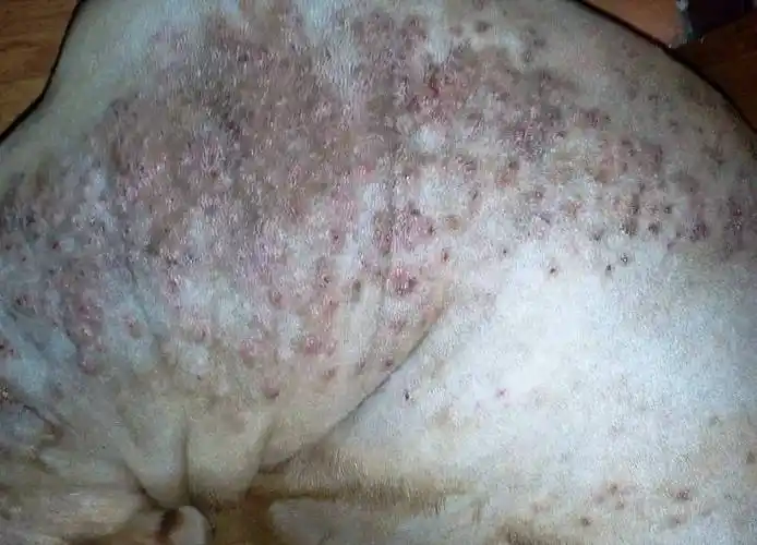 怎么判断狗狗有皮肤病?狗狗常见的皮肤病诊断