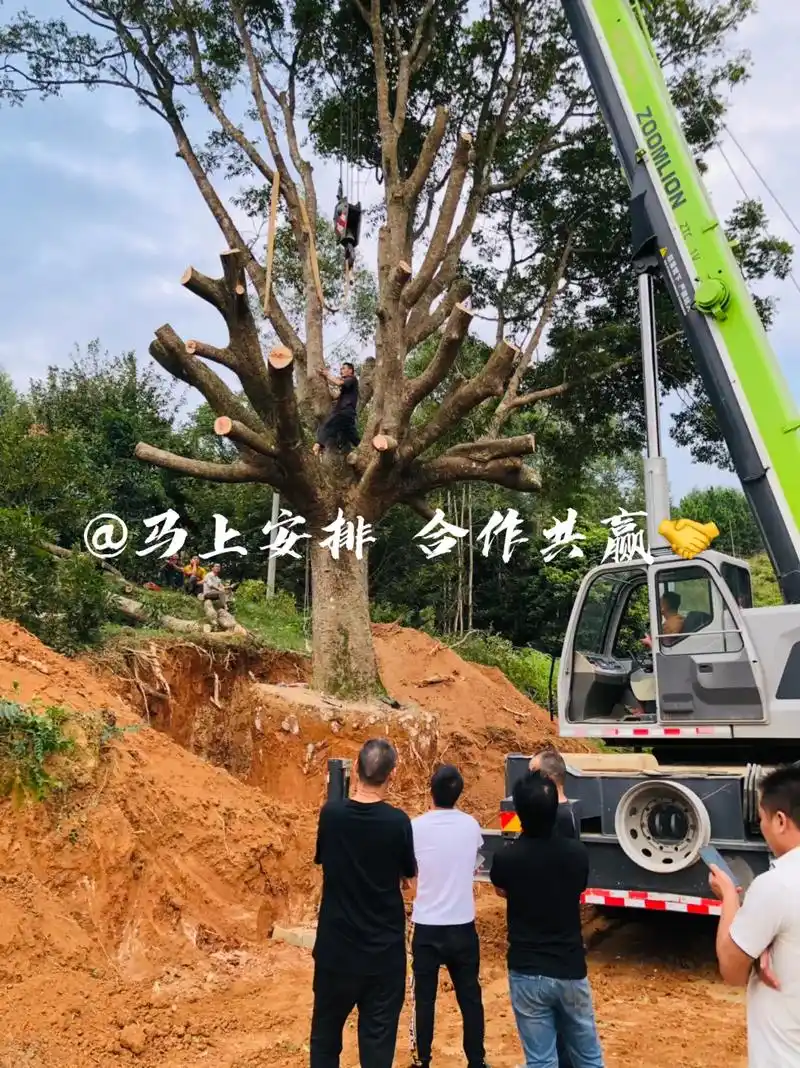 全网搜索苗木有缘人 & 收购各种绿化树99@单杆多枝条@斜 - 抖