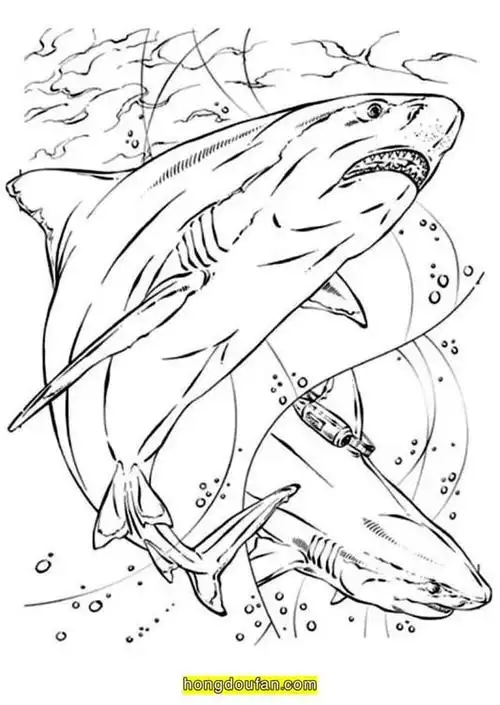 鲨鱼的简笔画-江湖救急网