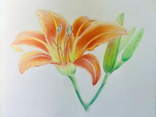 彩铅打卡53萱草