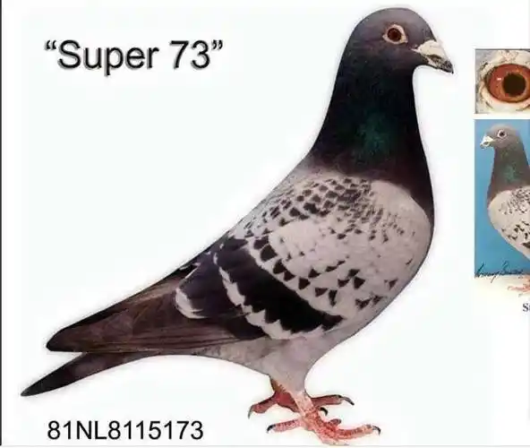 世界四大名鸽之一11次冠军之盖斯油人号