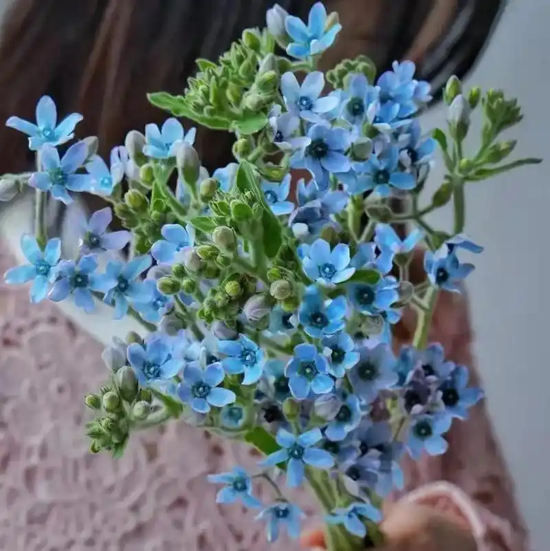 蓝星花  田野里的星辰大海 油画里的小蓝花 花语:互相依赖 - 抖音