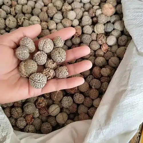 云南草寇草豆蔻香料调味料每件500克