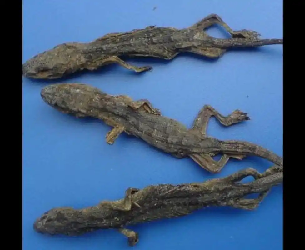 壁虎又名天龙 #壁虎##天龙# 天龙的功能与主治: 1.