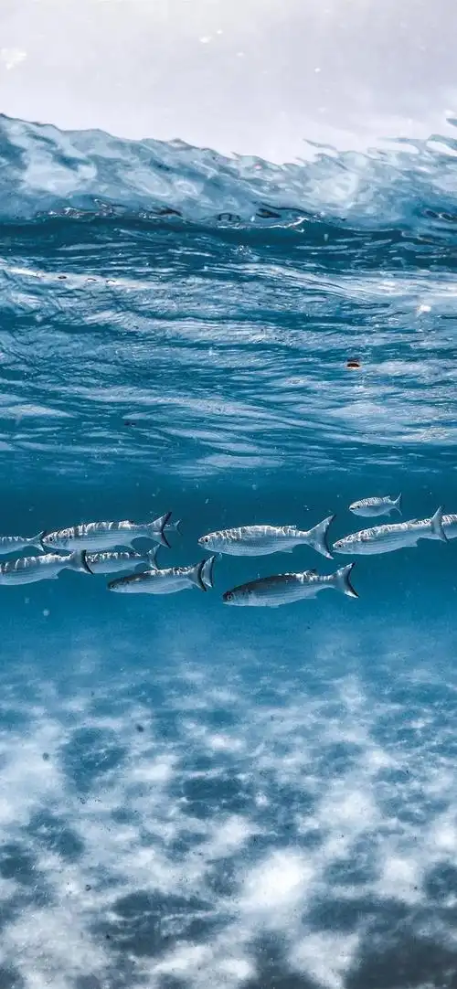 美丽的海洋生物壁纸,如同浩瀚星海中的精灵