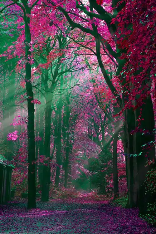 65张优美风景照片打包下载