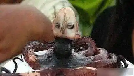 三,印尼章鱼人人面蜘蛛由于尾巴上面带这个人脸,所以看着很是奇怪.