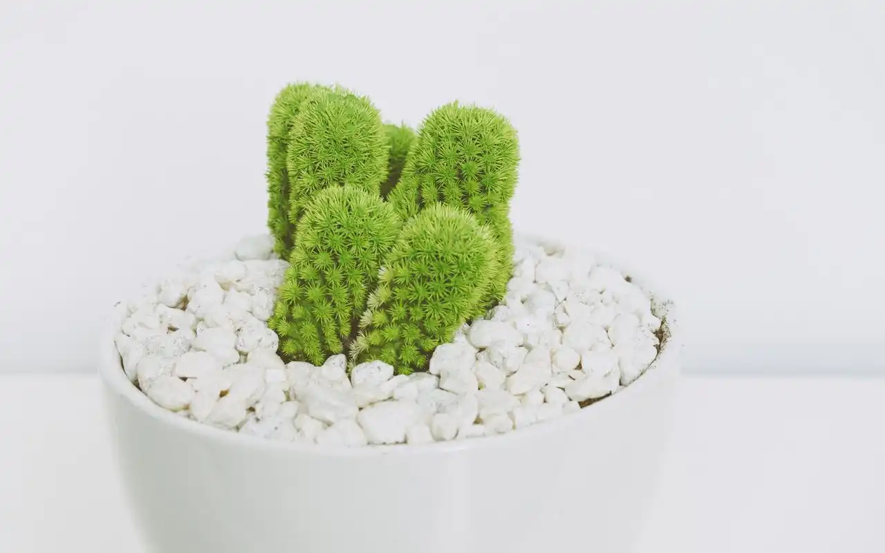 植物图片 高清护眼清新绿色植物图片壁纸 - 【可爱点】