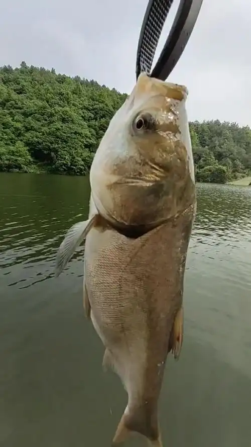 刚刚钓到了一条大鱼,赶紧把它放生了吧!你们喜欢钓鱼吗?