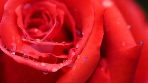 浪漫情人节红色玫瑰高清壁纸