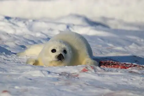 小海豹找妈妈北卡谢立安教授创作摄影