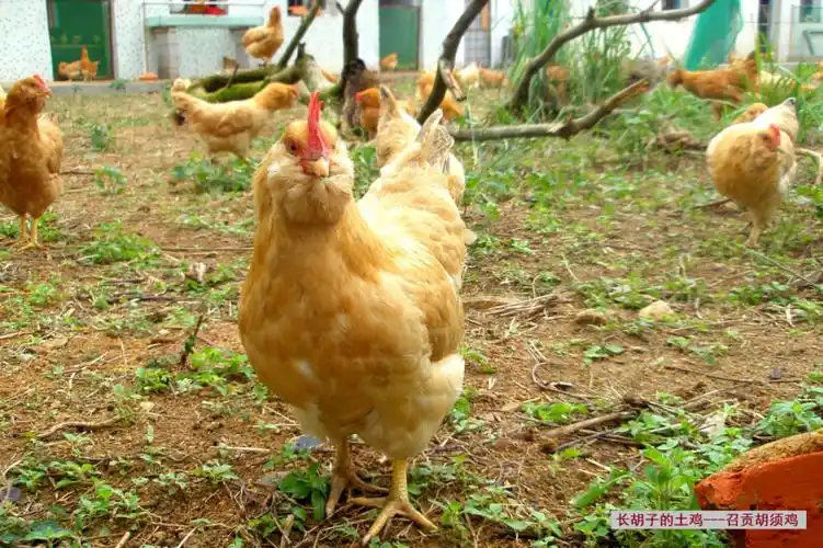 中,有一种生长缓慢,个头不大名气不小的鸡种,这种鸡无论公鸡还是母鸡
