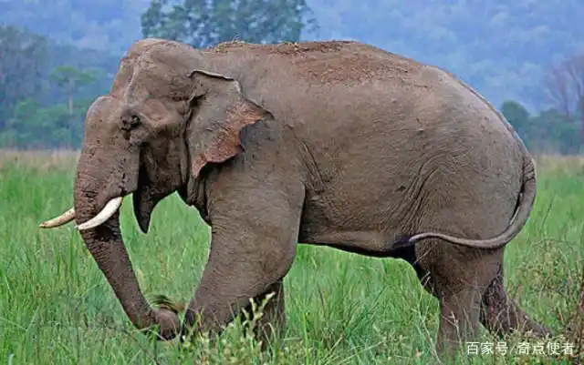 王者之间的对决!老虎vs大象,老虎会被大象秒杀吗?