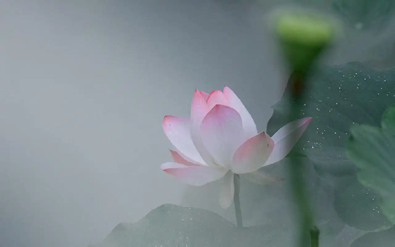 网罗最热门的明星,美女,卡通等图片,美桌网把热门壁纸图片推荐给您,让