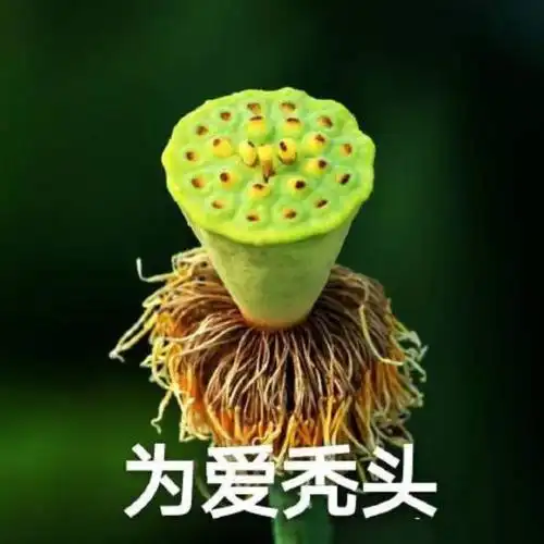 网络最火搞笑图片热门搞笑表情包50张