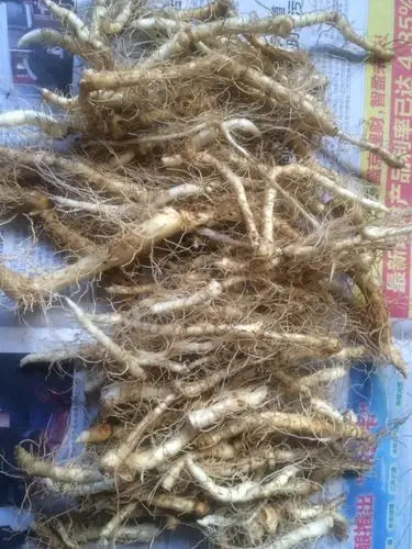 玉竹根,可食用部分,美容养颜全靠它了.