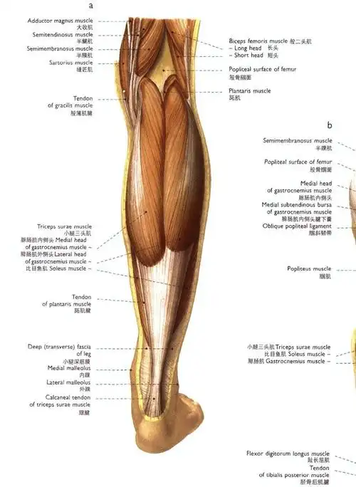 每日一肌小腿疼痛僵硬抽筋脚跟疼痛之腓肠肌