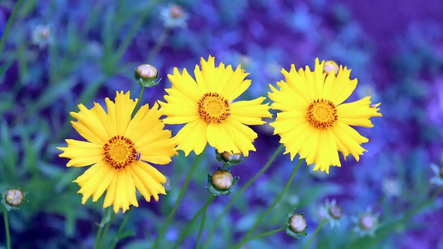 小清新绿色植物高清唯美护眼桌面壁纸