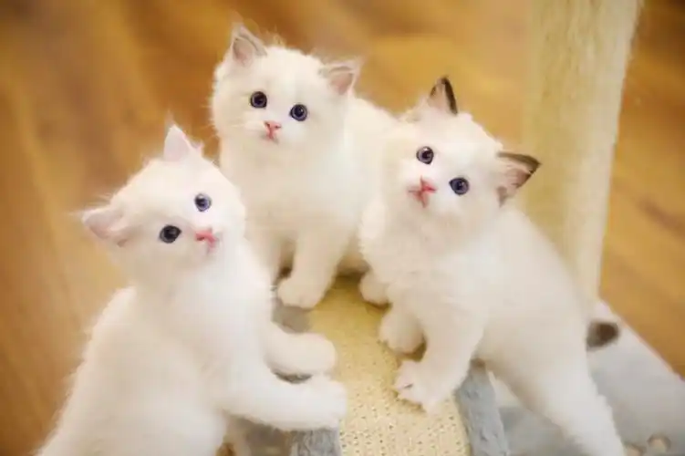 awsl这是什么奶萌系小猫咪