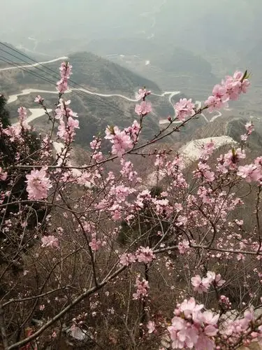 桃花山上桃花开,桃花开了真鲜艳,欢迎朋友来观赏,观赏桃花观美景