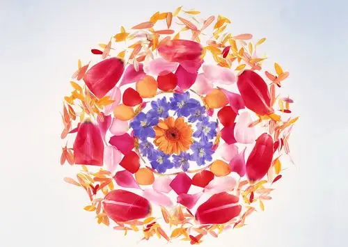 花瓣拼成的各种美丽的图案高清图片素材47p