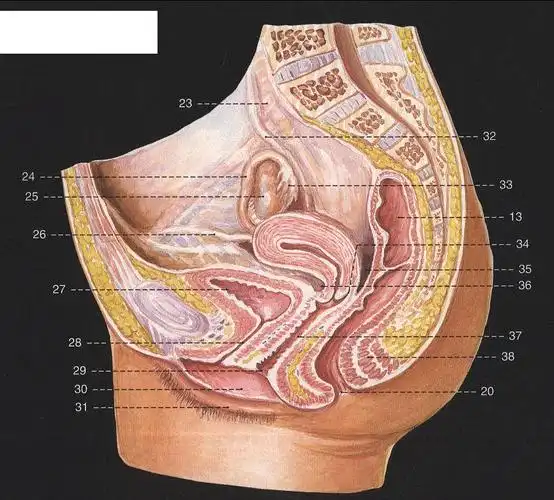女性盆腔(正中矢状切面)-动态人体解剖-医学