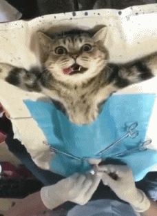 猫咪搞笑手术麻醉gif动图_动态图_表情包下载_soogif