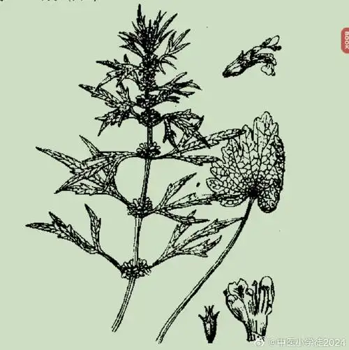 通常在夏季花期采收.割下地上部分,晒干.生用或熬膏用.  茺蔚